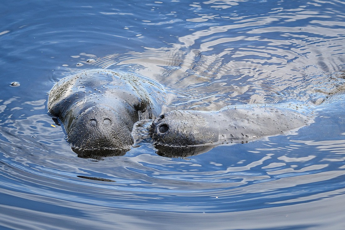 Plants such as paspalum repens, a medium-protein aquatic grass native to Florida, provide manatees with ample, toxin-free food at Myakka.