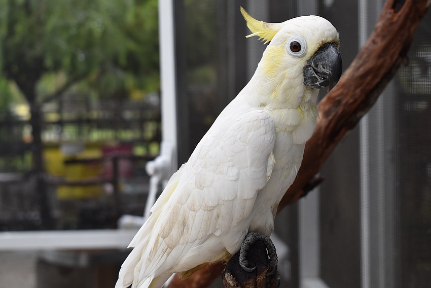 The Sarasota Parrot Conservatory cares for over 70 birds in Myakka City.