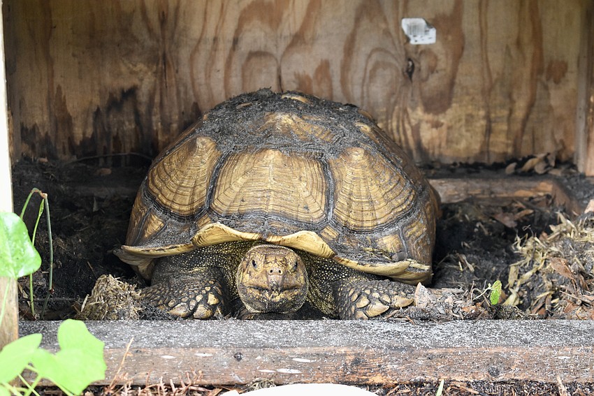 Parrots aren't the only animals living at the Sarasota Parrot Conservatory.