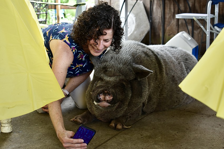 Siesta Key resident Martha Wells takes a selfie with a pig.