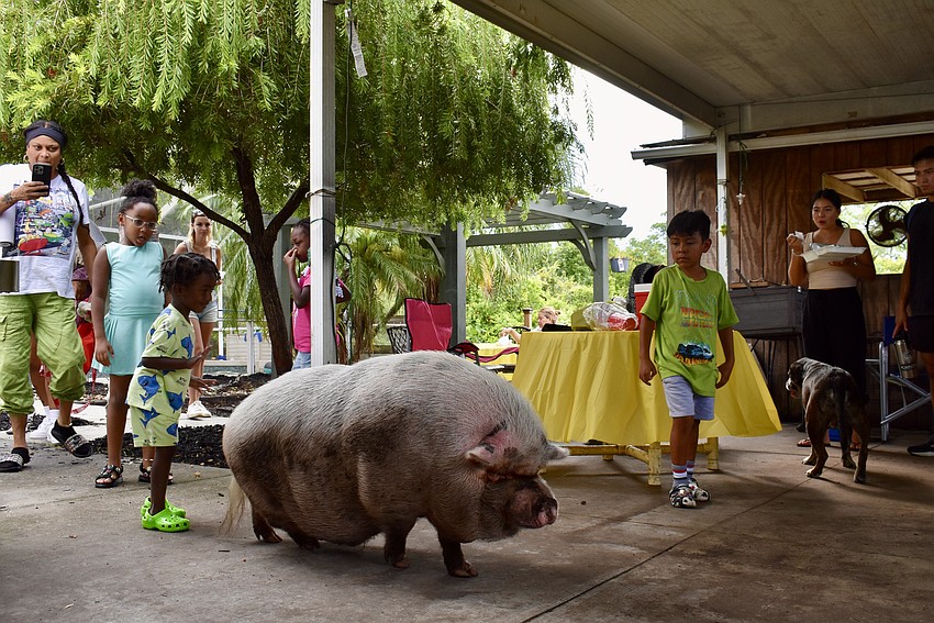 A friendly pig passes through the crowd.