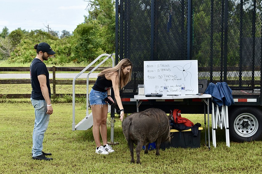 Wallace, a warthog, visits Cameron Gomez and Kiana Knuth at the Axe and Bull axe throwing truck.