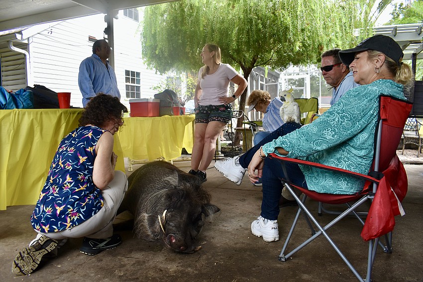 Wallace the warthog enjoys having company over because he gets extra pets.