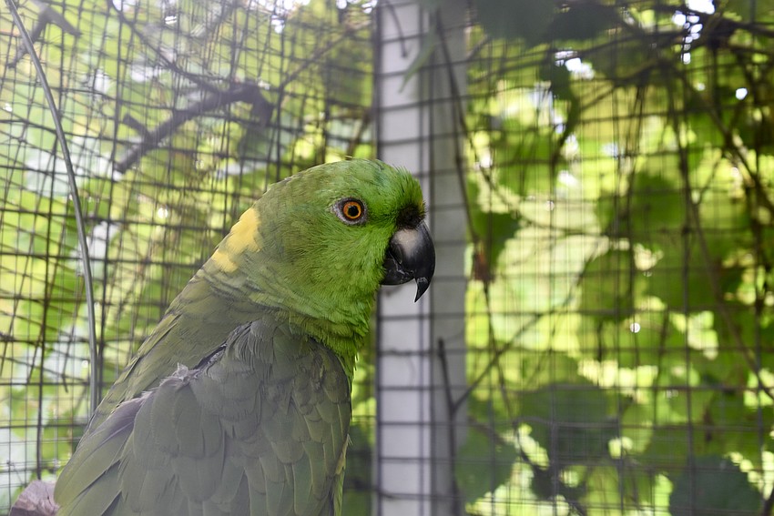 The Sarasota Parrot Conservatory hosts a Christmas in July fundraiser to buy new toys for the animals.