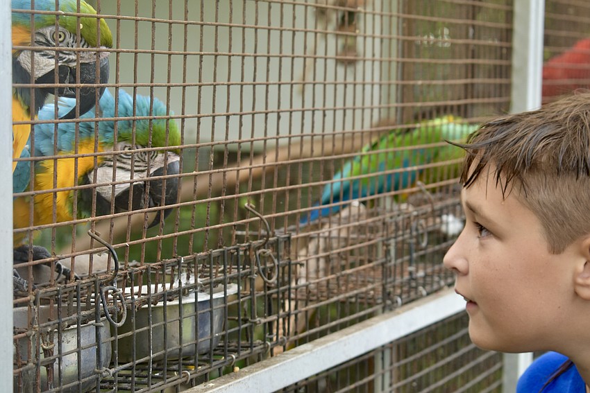 Sarasota resident Luke Johnson gets into a staring contest with a pair of macaws.