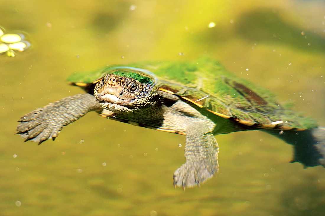 Mary River Turtle swimming in the pond during the day