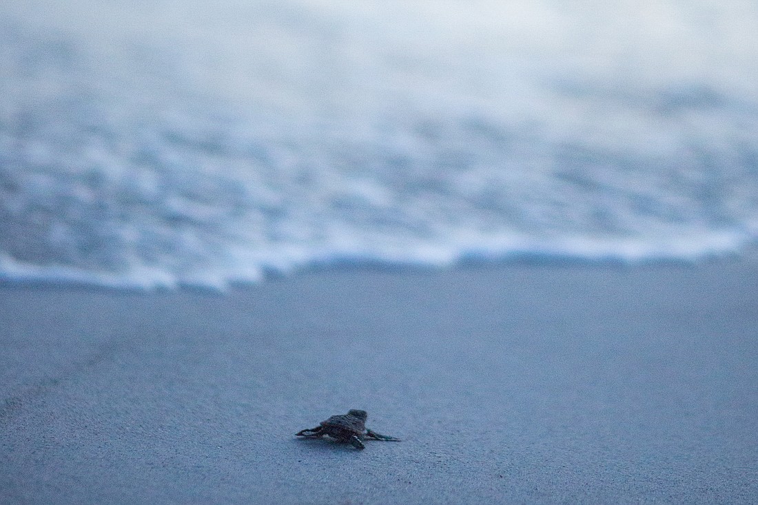 Sea turtle hatchling released on Longboat Key after being rehabbed at Mote Marine Laboratory & Aquarium.