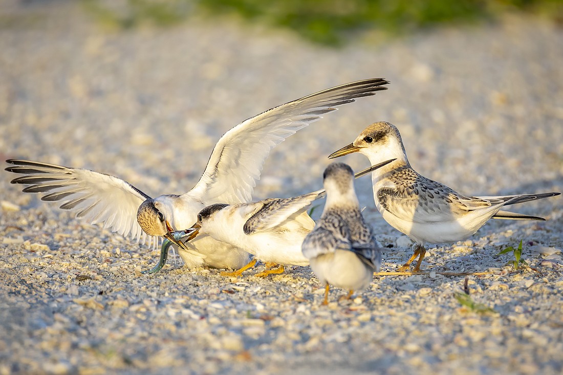 Least terns on South Lido Beach compete for a fish.