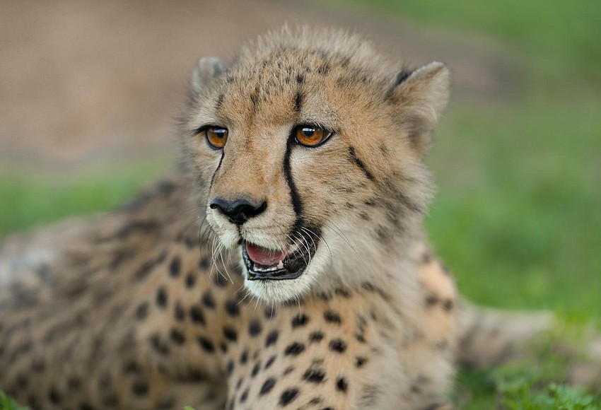 Cheetah_2_r850x580.jpg?