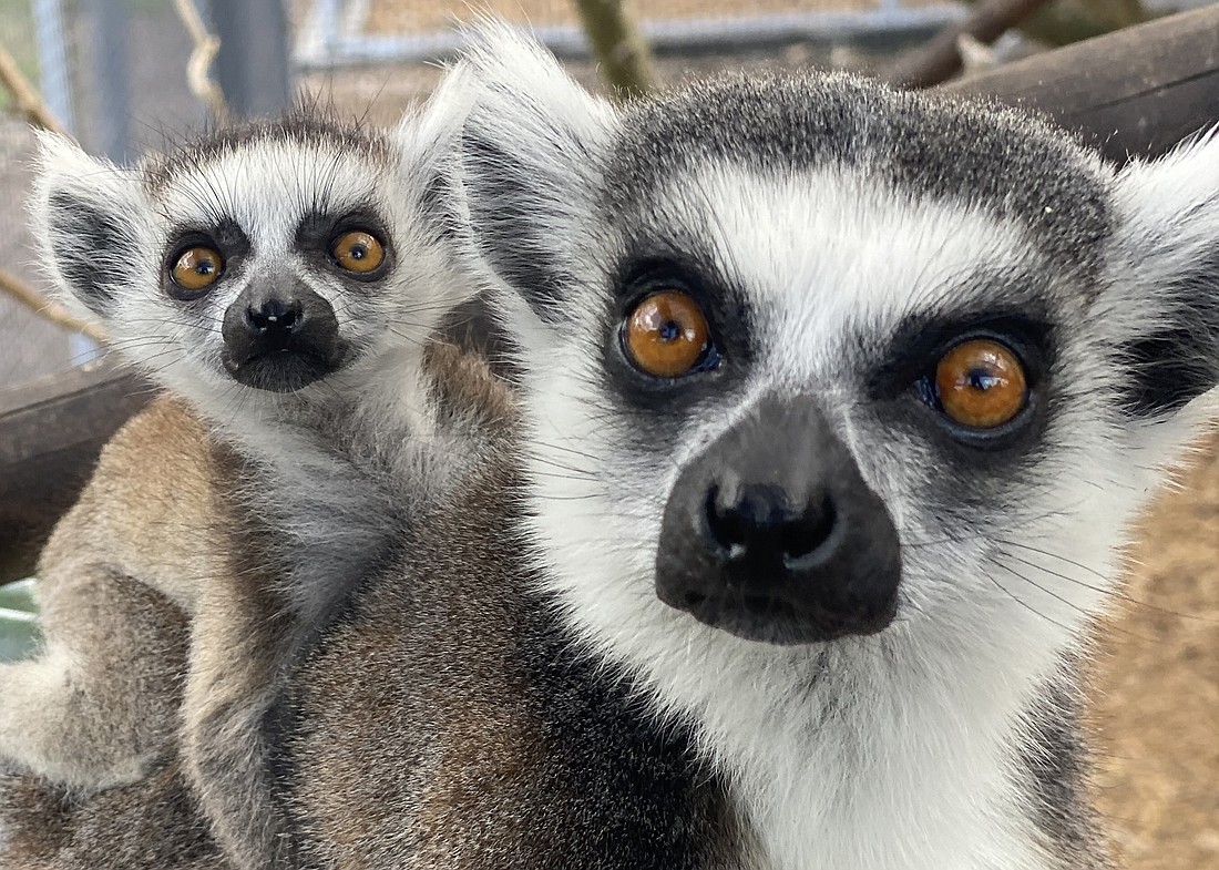 Orchard, a baby ring-tailed lemur, stays with her mom, Dalia. Although she's becoming more independent, Orchard spends more of her time with her dad, Goose.