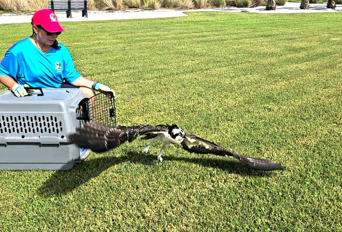 The osprey takes flight at Bayfront Park after a month of rehab at Save Our Seabirds.