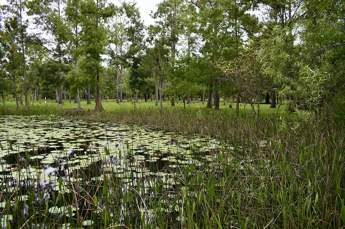 The ponds are home to a few species of turtles including soft-shell turtles and alligator snapping turtles.