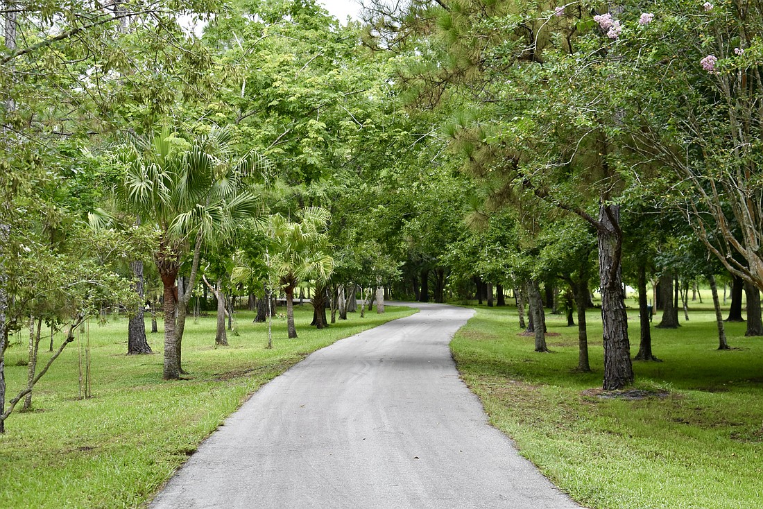 A 1,500-foot driveway divides the forest at Triple Oak Preserve, Manatee County's latest acquisition through its Environmental Lands Program.
