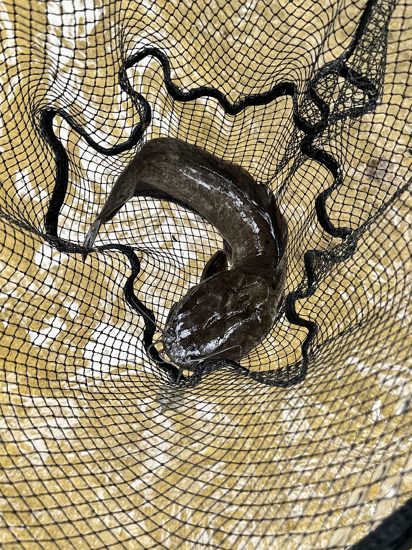 A catfish is caught in a driveway in Mill Creek after flooding from Hurricane Debby.