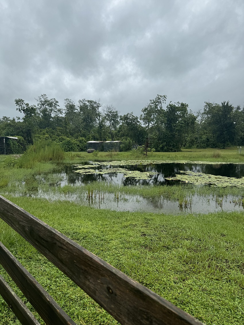 The pond at Greg Para's Magnolia Hill home in Myakka City is inching towards his driveway.