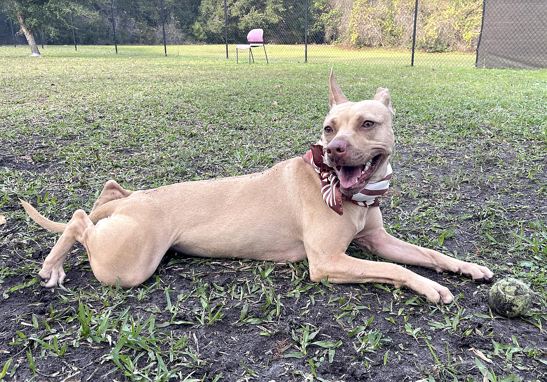 Wheelie, 3, was found as a stray in Palm Coast in January. Courtesy photo