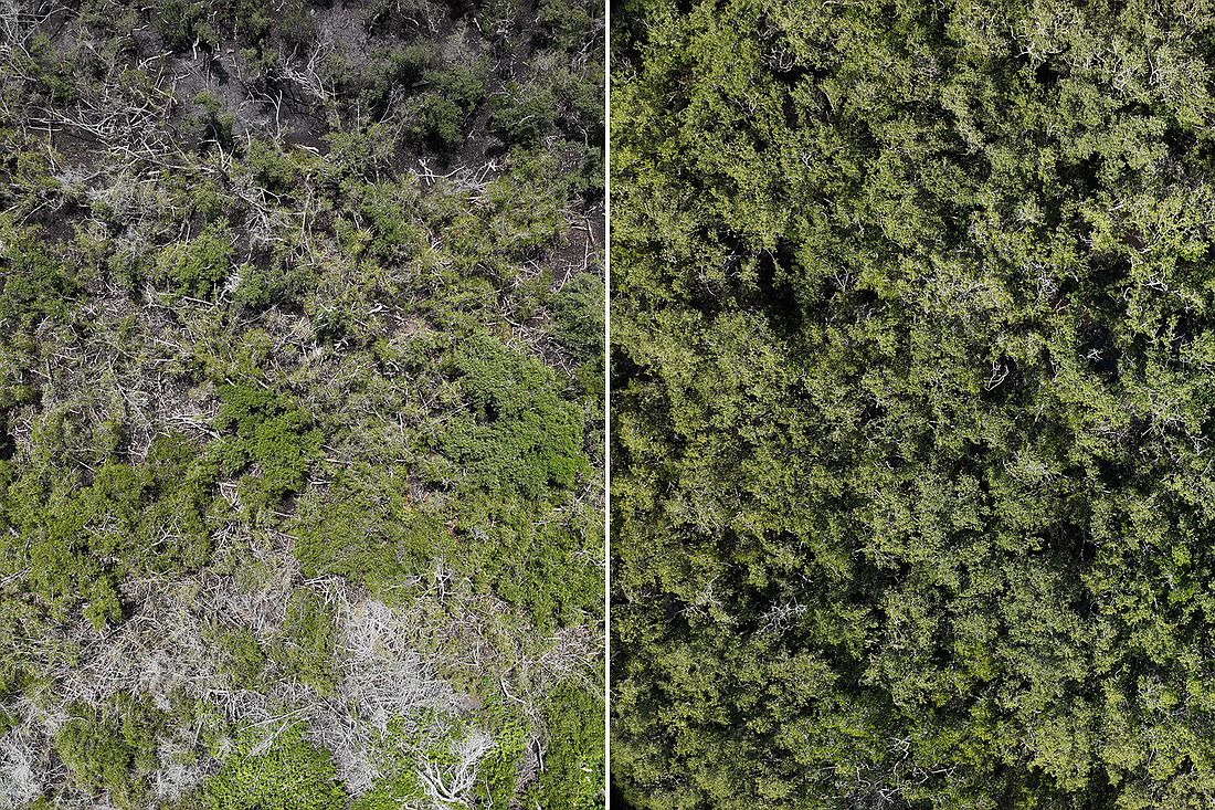 On the left, the canopy of the worst-scoring site in Suncoast Waterkeeper's new mangrove survey. On the right, healthy mangroves at the survey's reference site.