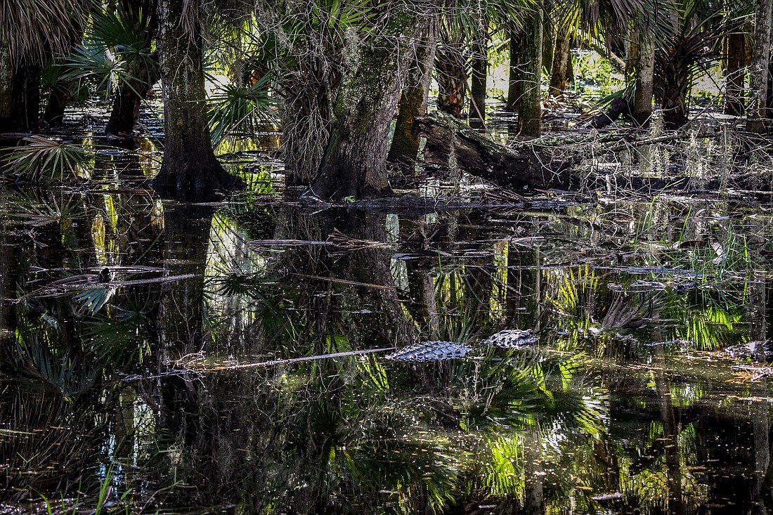 In addition to benefiting native flora and fauna, wetlands within and upstream of urban areas are particularly valuable for flood protection.