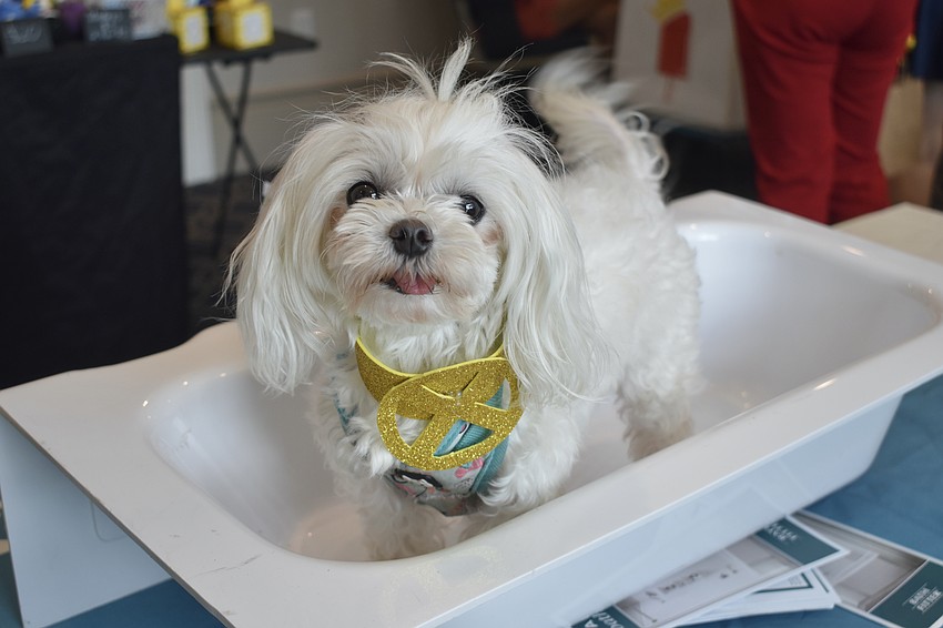 Gina Torres' dog Luna, dressed as 