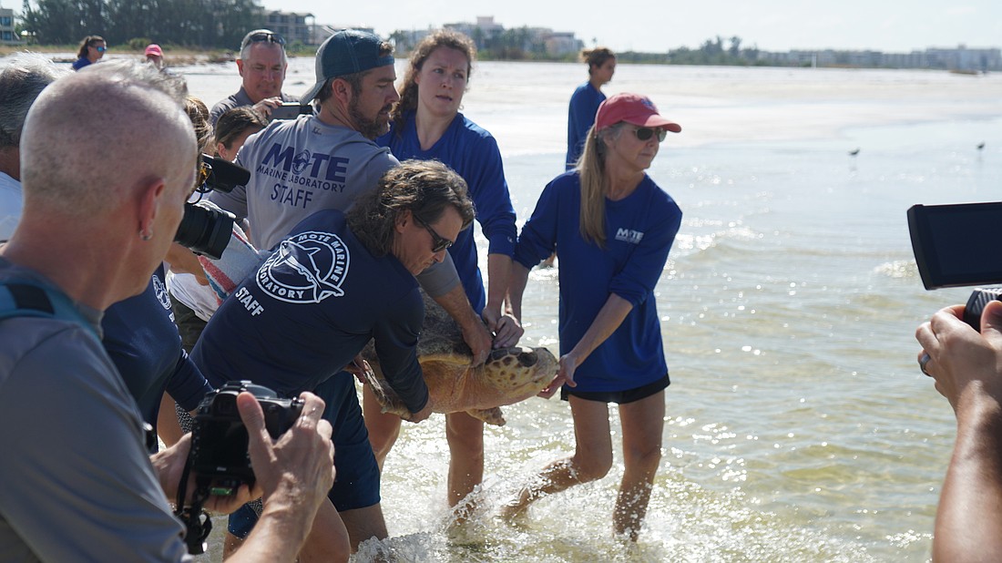 Mote staff and interns carry Lil' Dougie to the water.