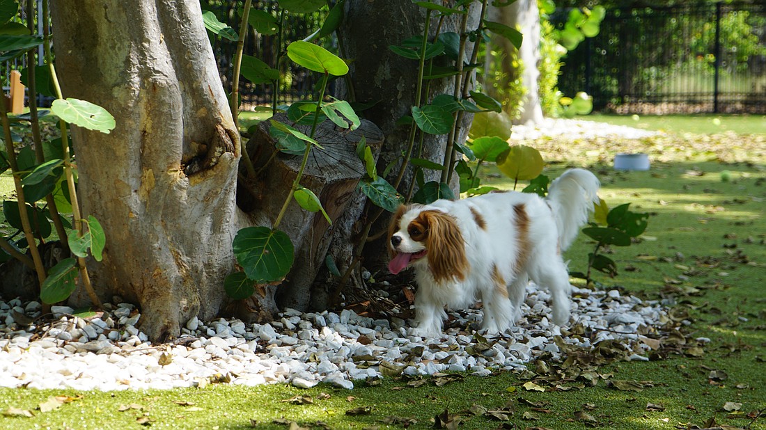 Stephanie Nygro's dog Marathon enjoys the park for many reasons, one of which is to search for geckos.