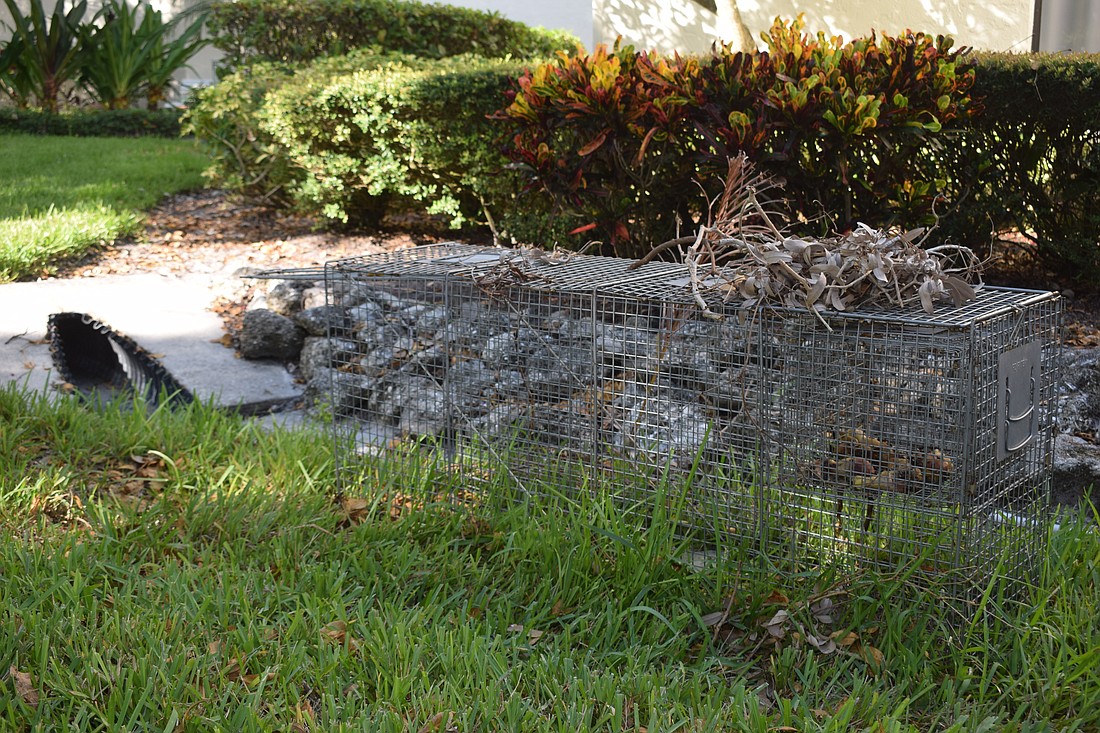 Affordable Wildlife set up a trip next to the drainage pipe the bobcat was spotted coming out of.