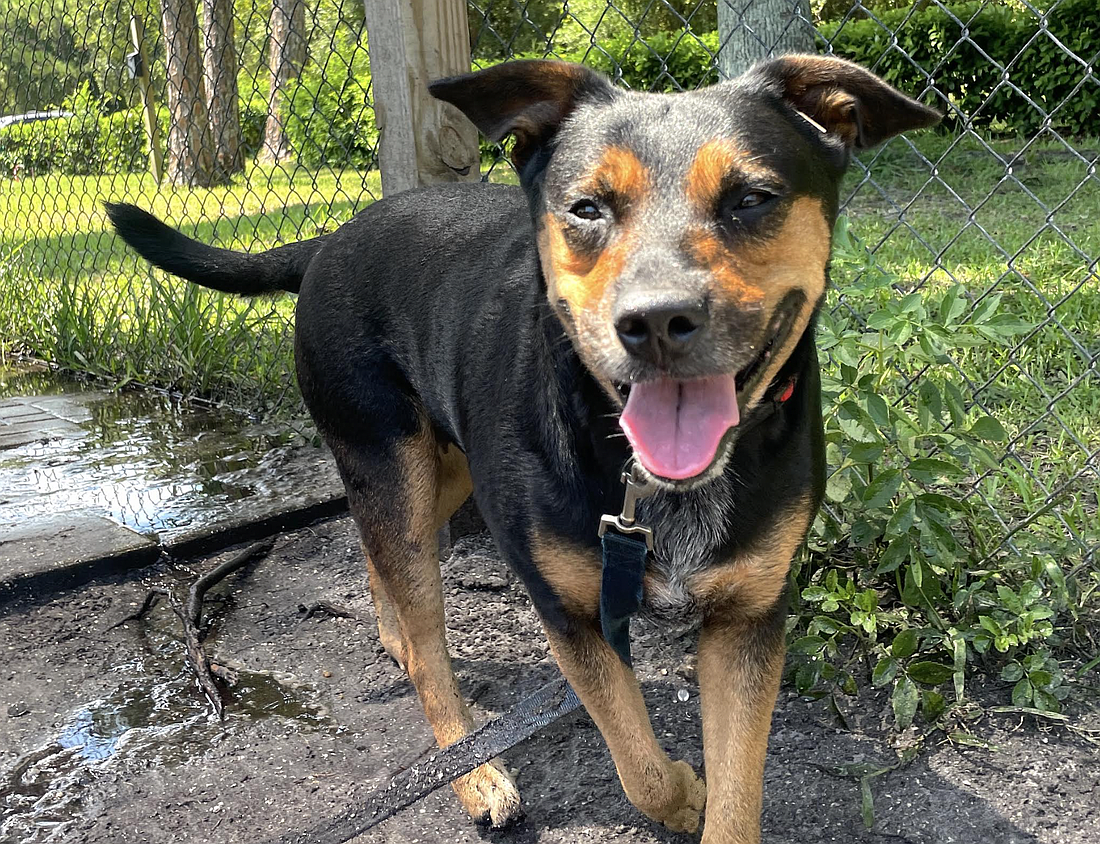 Abigail, 2, is a female coonhound mix. Courtesy photo