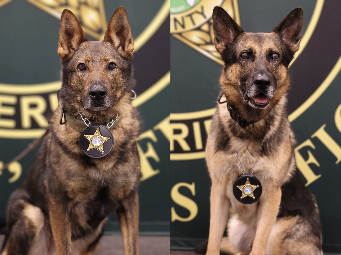 Flagler County Sheriff's Office K-9s Baro (left) and Odin (right) have retired. Photo courtesy of Flagler County Sheriff's Office