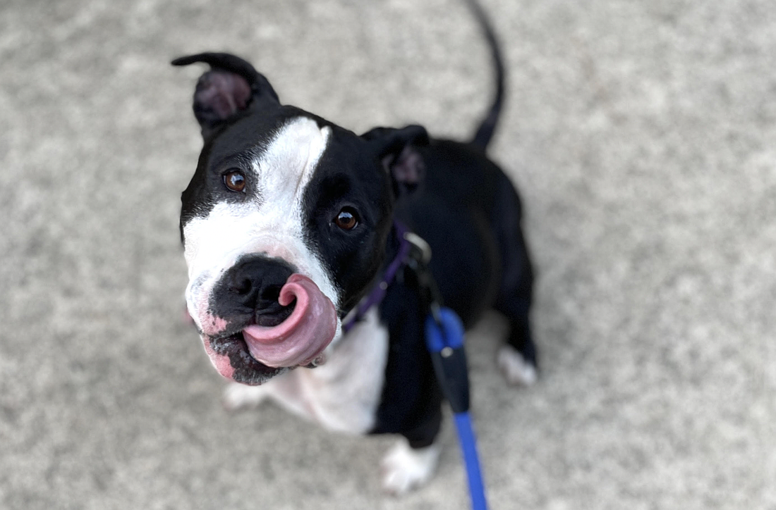 Harley, 6, is a female terrier mix who is always eager to play. Courtesy photo