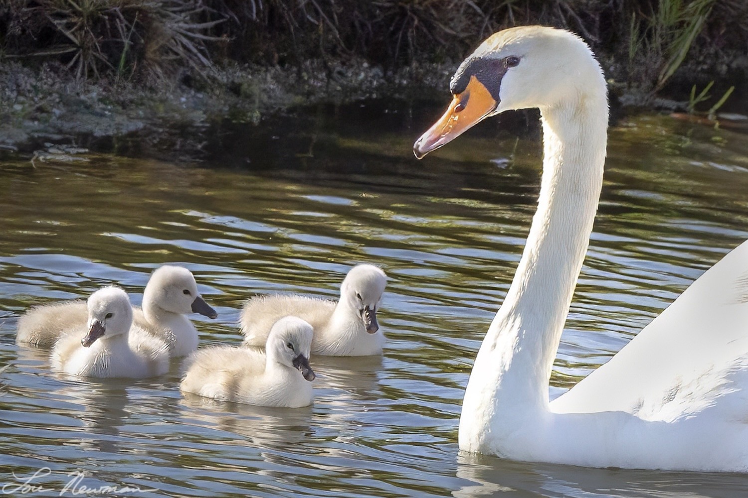 New swan cygnets hatched on Longboat Key in May 2024.