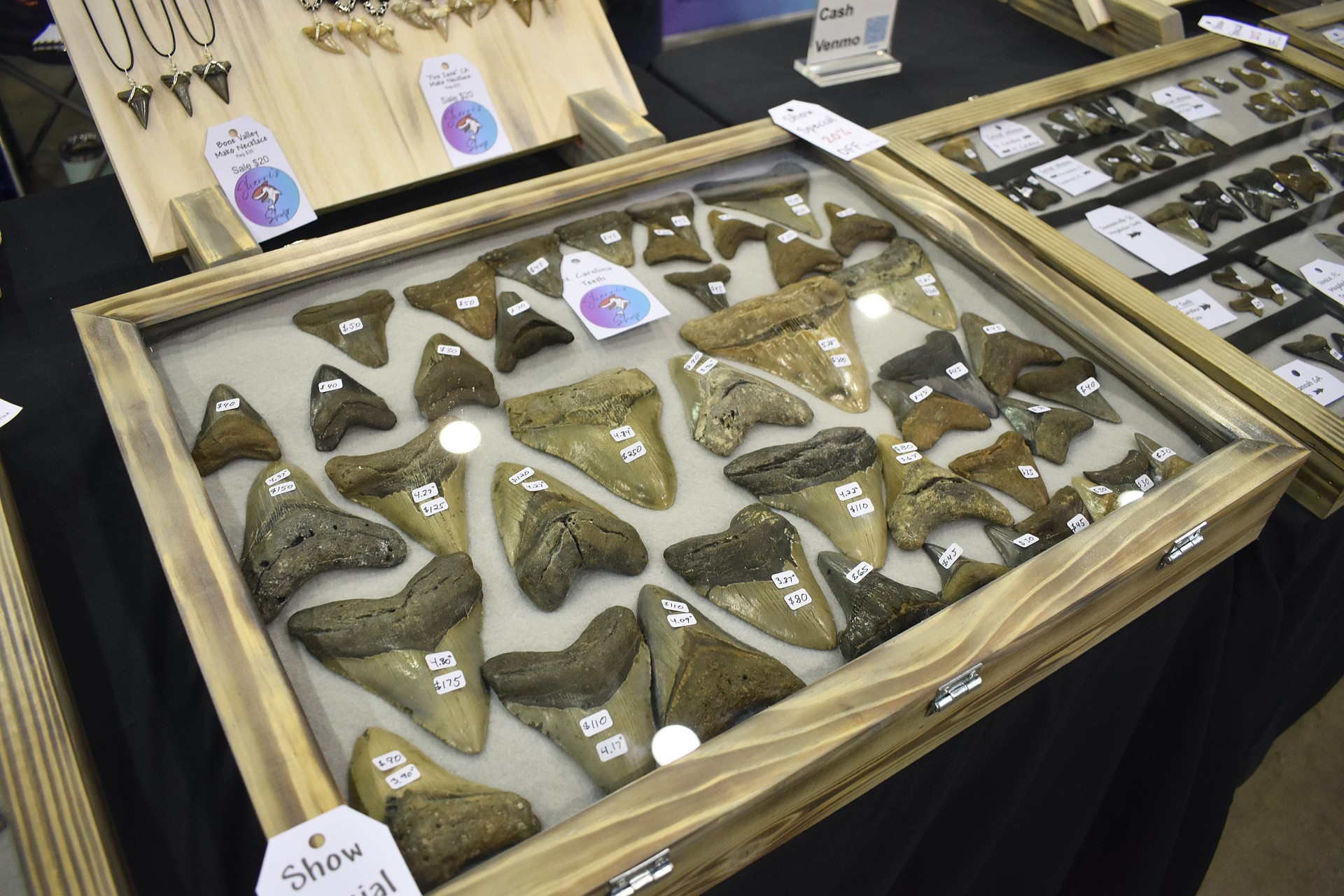 Shark teeth are on display at Sherri's Shark Shop.