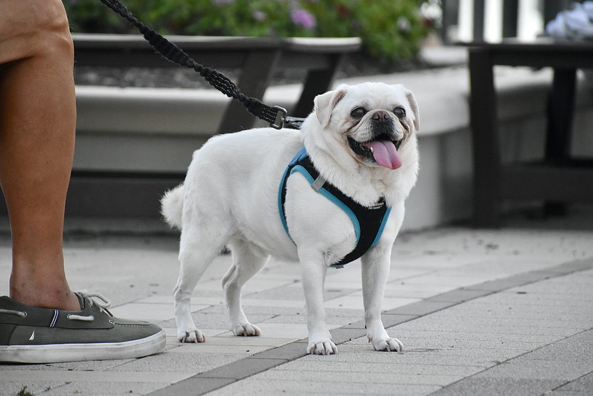 Alfi, short for fettuccini alfredo, tries to sing along to Moon River.