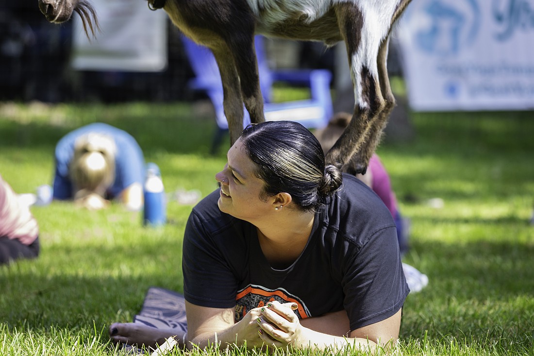 Tori Rivera smiles with a goat on her back during a goat yoga session at In the Loop Brewing in Land O Lakes, Florida.