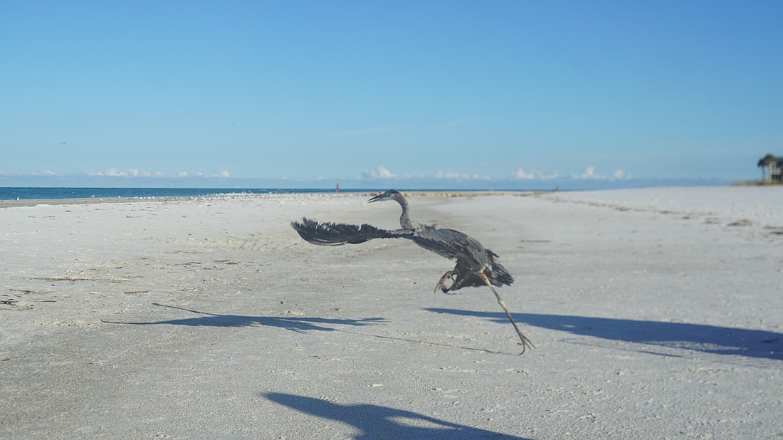 The great blue heron flies out of the crate onto the beach.