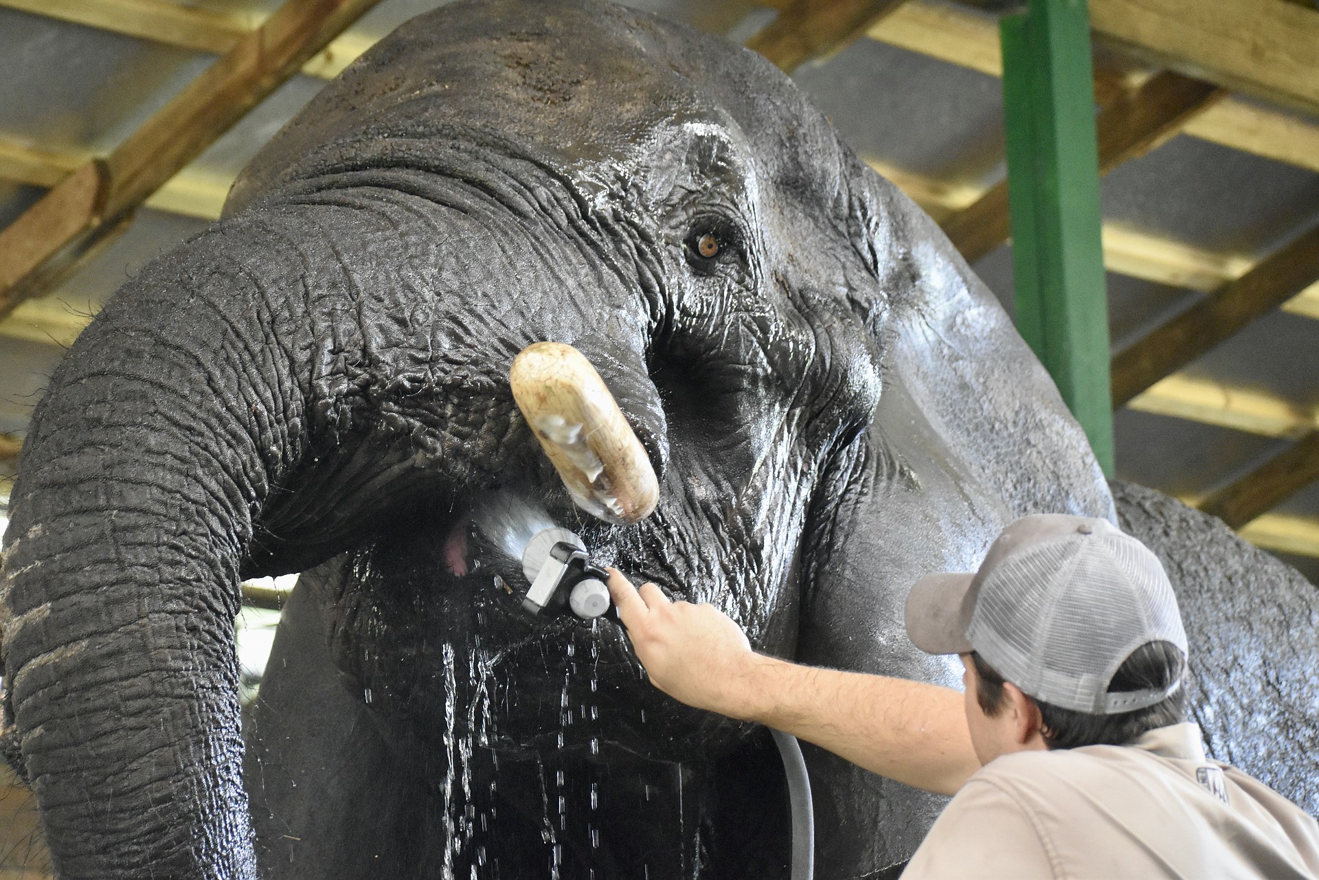 CEO Lou Barreda gives Susie a drink from the hose when her bath is finished.