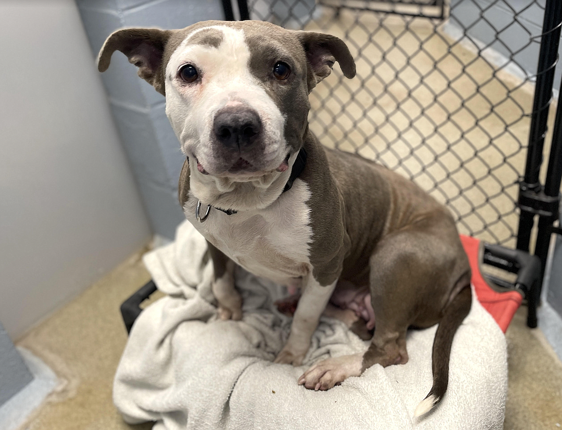 Missee, 6, is a female terrier mix who was found as a stray on July 17. Courtesy photo