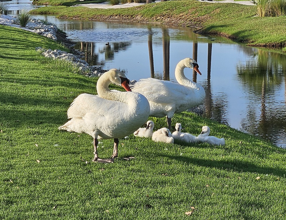 Longboat Key swans Chuck and Lydia