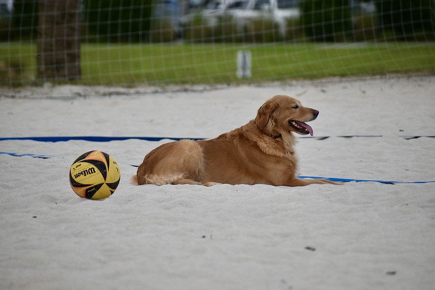 Jules waits patiently for her owner, Giovanni Salvador, to finish playing.