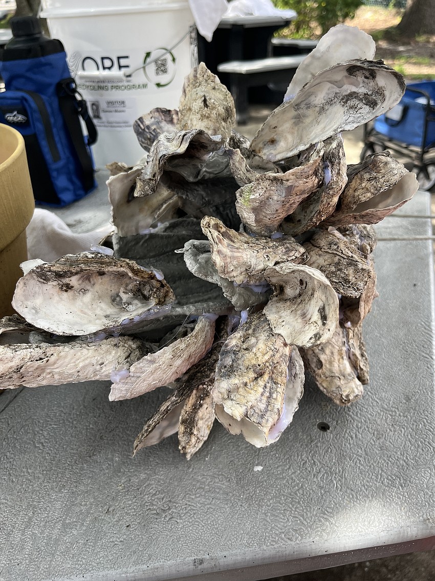 An oyster rag pot is covered in oysters after a year and a half. The oysters help clean polluted waters.