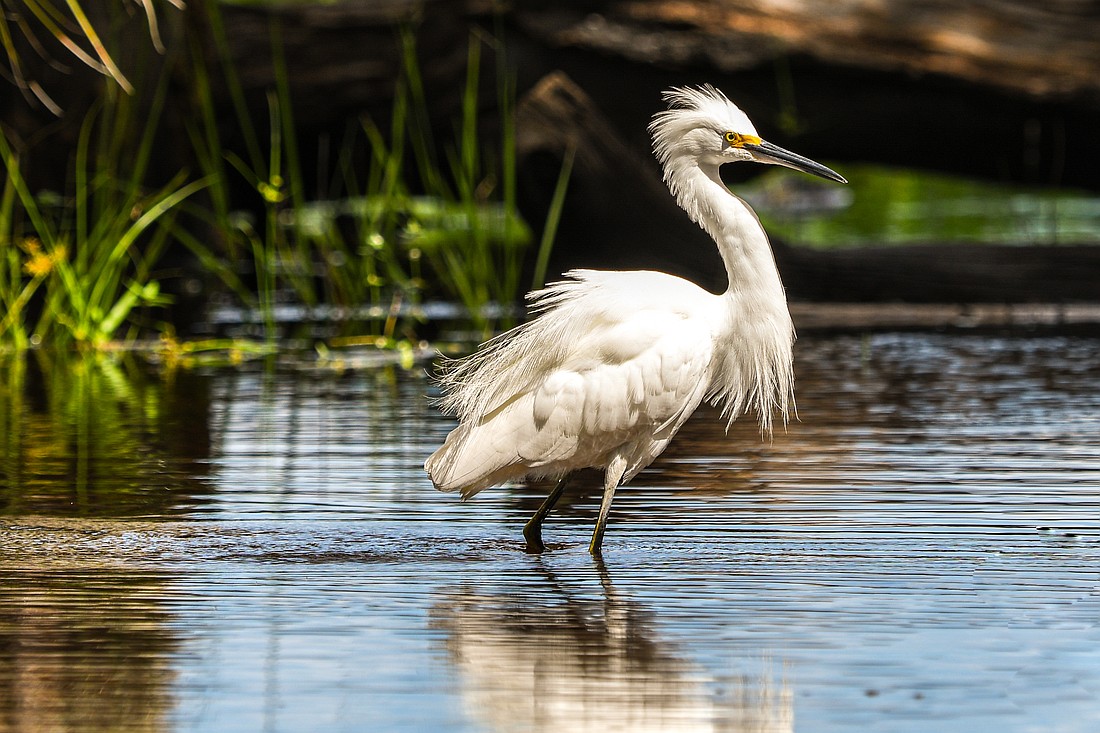 Wetlands provide essential wildlife habitat, buffers for excess rain and filter impurities that would otherwise degrade our waterways.