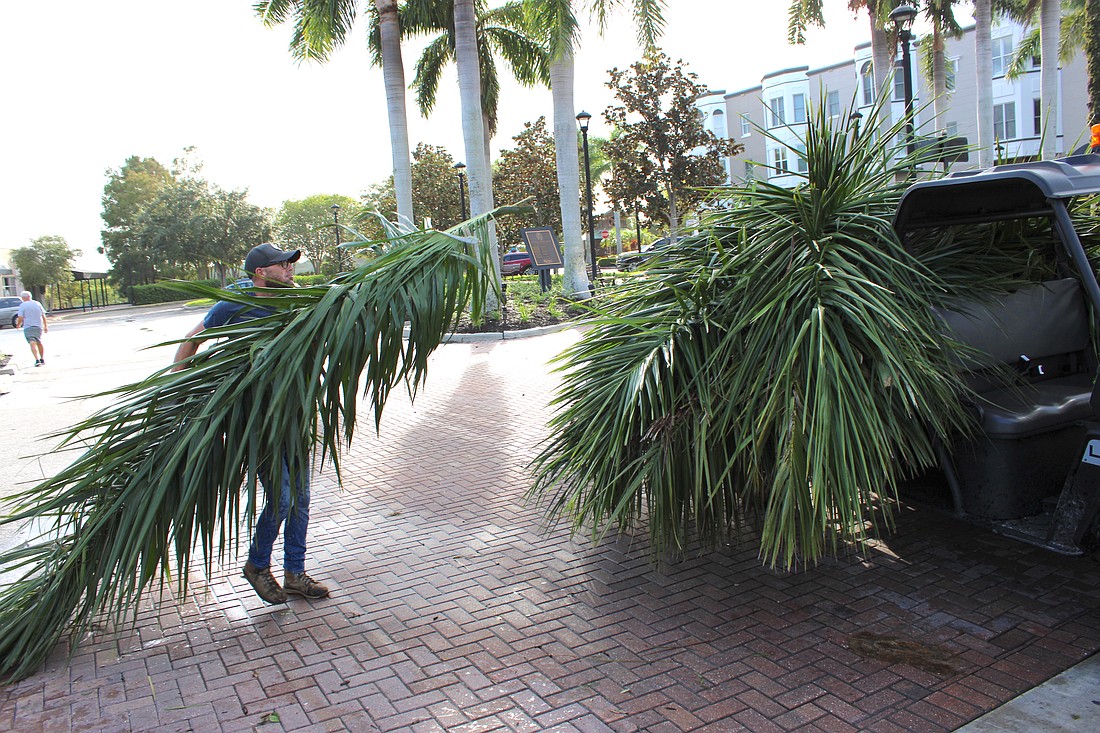 Tony Olivero of Main Street at Lakewood Ranch cleans up fallen palm fronds, tree limbs and other debris following Hurricane Helene on Sept. 27.