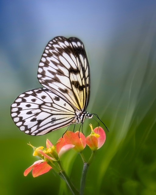 Manatee County artist Susan Bokos contributed this photo of a tree nymph.