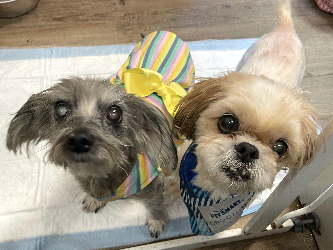 Meet bonded pair, Bella, 12, and Tank, 11. Courtesy of the Flagler Humane Society