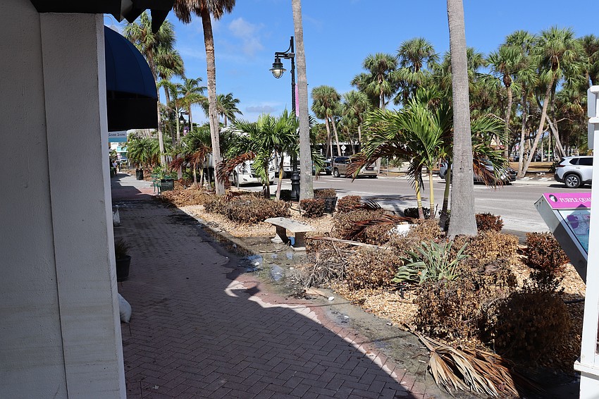 The salt water ushered into St. Armands Circle by the storm surge has killed much of the grass and landscaping.