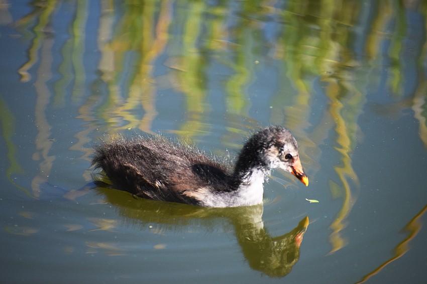 There aren't just fish found in Lake Uihlein.