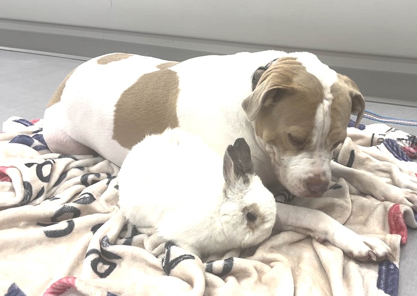 A bunny provided emotional support for a nervous dog during Hurricane Militon.
