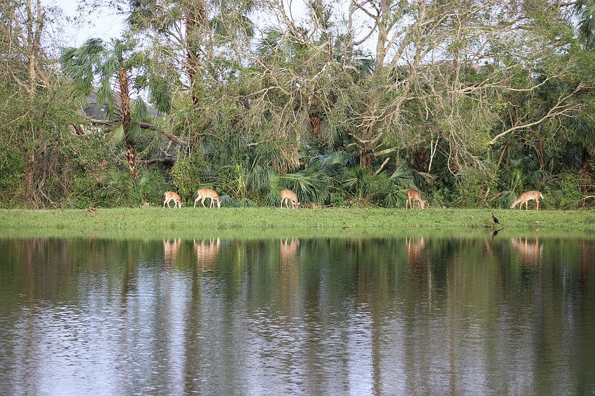 After Hurricane Milton's carnage, the wildlife came out on Thursday morning in GreyHawk Landing.