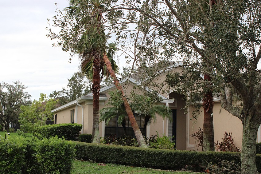 This GreyHawk Landing homeowner will have to deal with a leaning palm tree after Hurricane Milton passed.