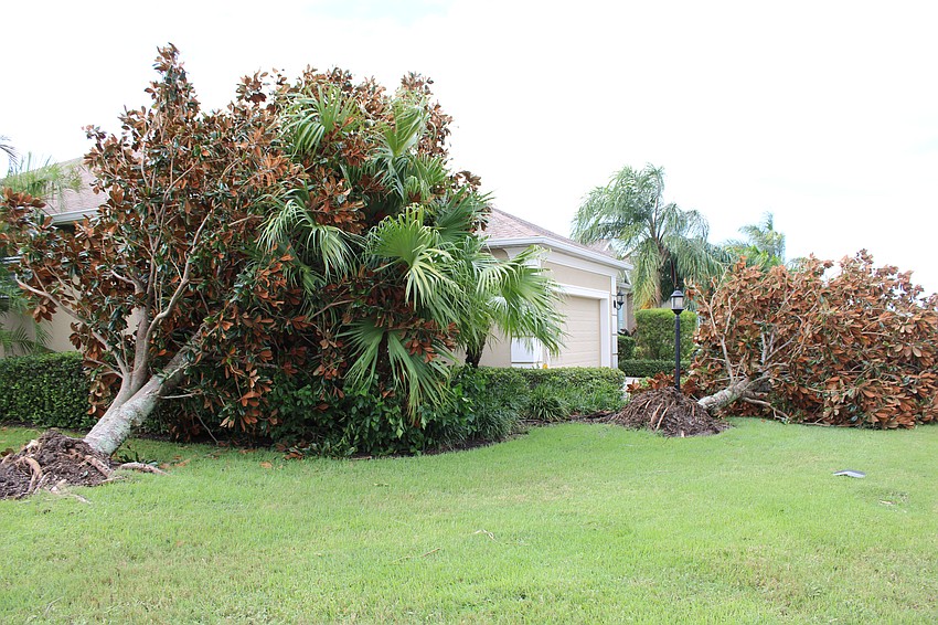 The Central Park home of Angela Massaro-Fain and John Fain has one tree leaning against it and another near miss following Hurricane Milton.