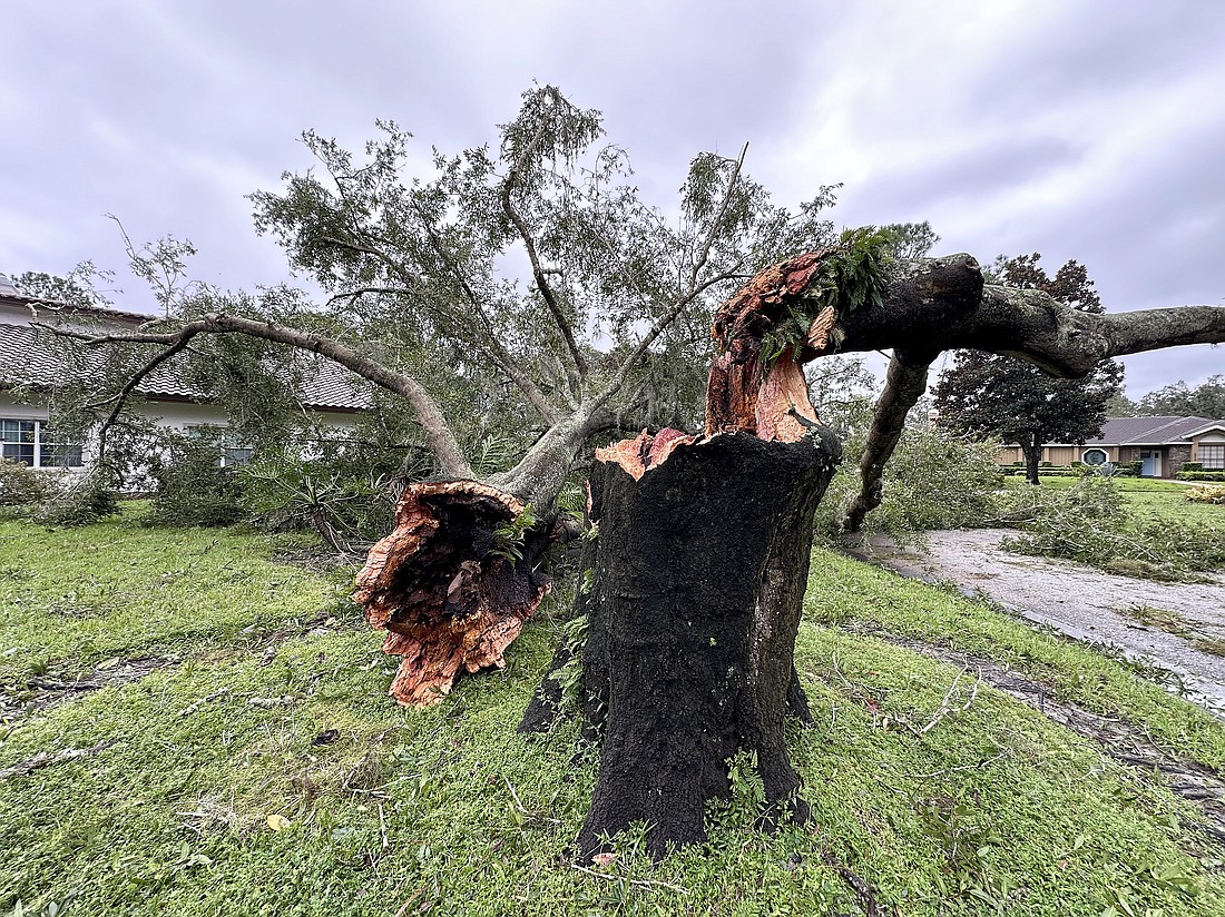 Sue Ann Reichard lost a giant tree at her home in the Marina Bay community in Windermere.